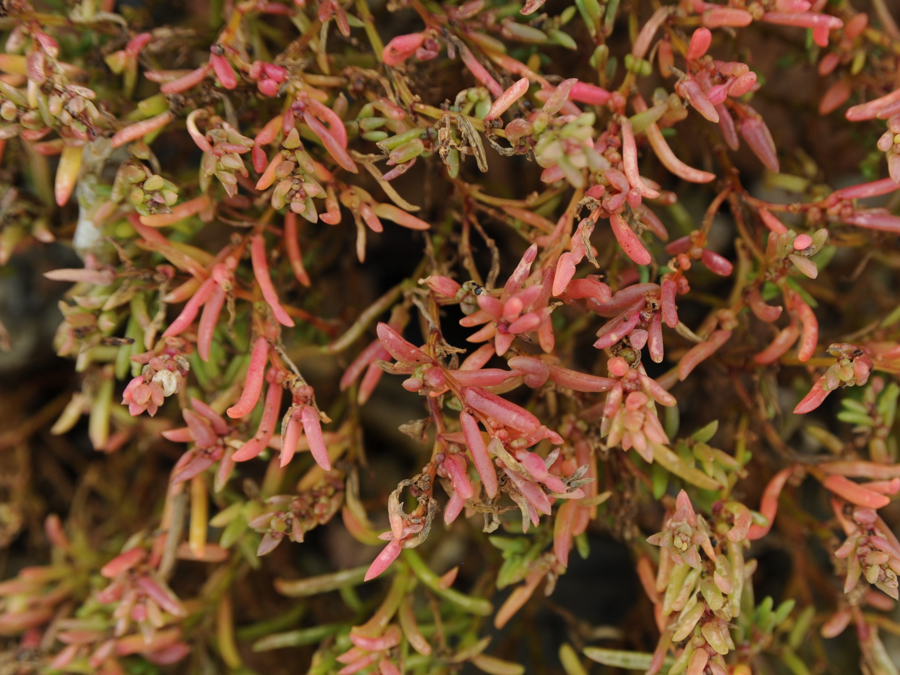 この植物・生き物はなんでしょう？